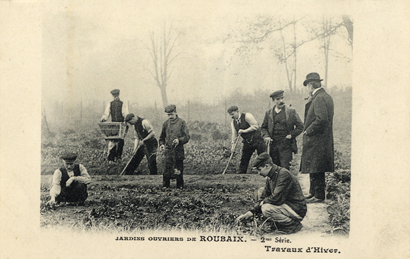 <b><i>Récolte de légumes dans un jardin ouvrier roubaisien.</b></i><br/>Carte postale noir et blanc (Médiathèque municipale de Roubaix)