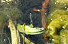 <b><i>Agrion élégant Ischnura elegans.</b></i><br/>Photographie en couleur (Crédit Matthieu Vincent, AAPPMA)